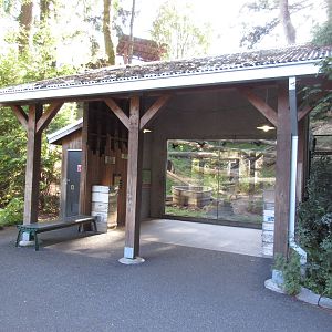 American Black Bear Exhibit