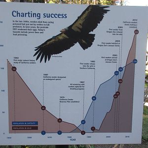 Condors of the Columbia (New in 2014)