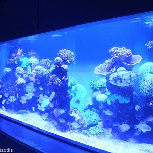 Tank in the Perth Coast Section