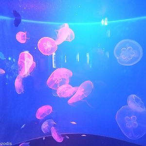 Jellyfish