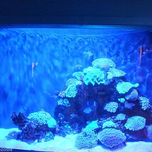 Tank in the Perth Coast Section