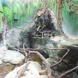 Saltwater Crocodile Enclosure