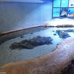 View of Enclosure in Far North Coast Section