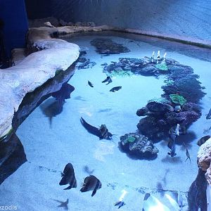 View of Enclosure in Far North Coast Section