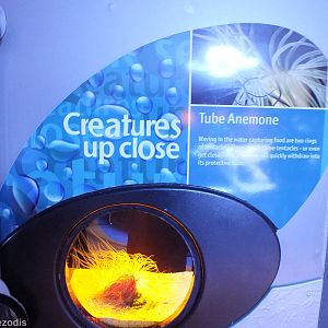 Example Display in Creatures Up Close Exhibit