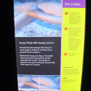 Sea Snake Sign