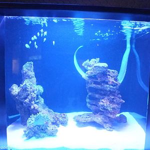 Small Enclosure for Shark Bay Sea Snake