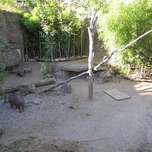 Visayan Warty Pig Exhibit