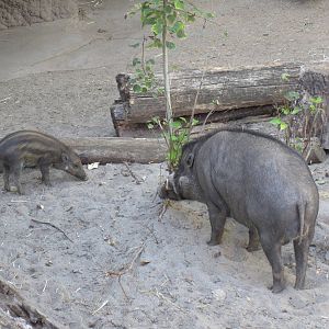 Visayan Warty Pigs