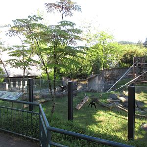 Chimpanzee Exhibit