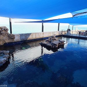 Outdoor Coral Reef Tank