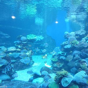 Underwater Viewing into Outdoor Coral Reef Tank