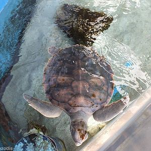 Flatback Sea Turtle