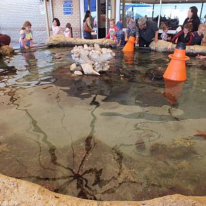 'Discovery Pool' Outdoor Touch-tank