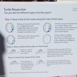 Sea Turtle Identification Key