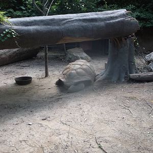 Aldabra Tortoise