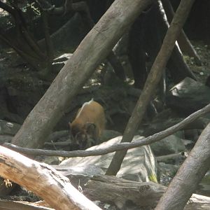 Red River Hog