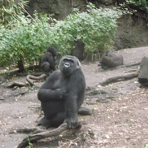 Gorilla
