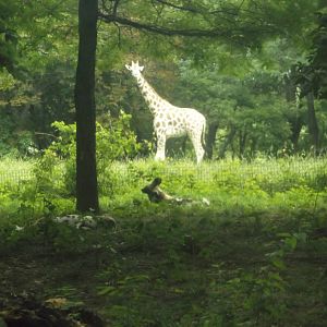 Giraffe and African Wild Dog