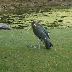 Marabou stork