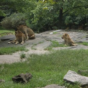 Lions