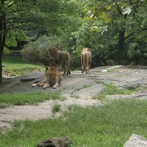 Lions