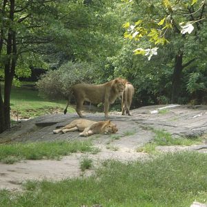 Lions