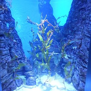 Leafy and Weedy Seadragon Tank
