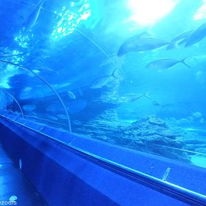 View in Shipwreck Coast Tunnel