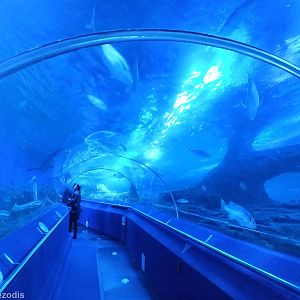 View in Shipwreck Coast Tunnel