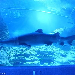Grey Nurse Shark
