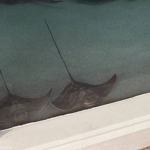 Rays in Marine ARC (Animal Rehabilitation Centre)