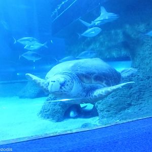 Loggerhead Turtle