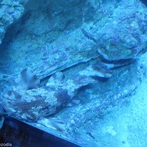Wobbegong Shark