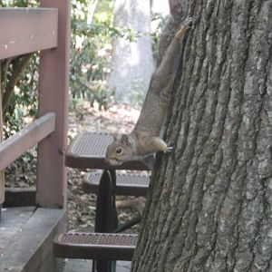 Grey Squirrel (Wild)