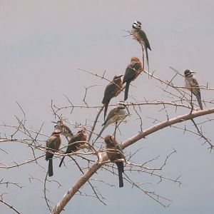 Bee-Eaters