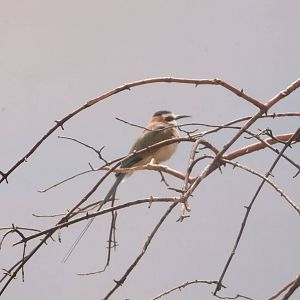 Bee-Eater ID?