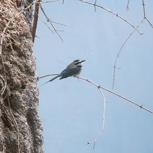 Bee-Eater ID?