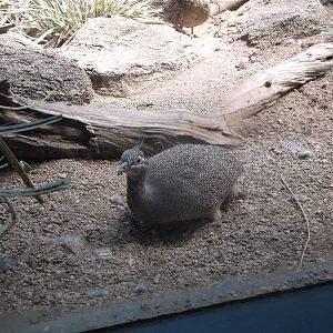 Crested Tinamou