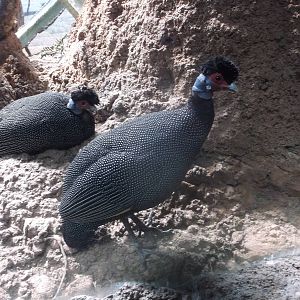Crested Guinea Fowl