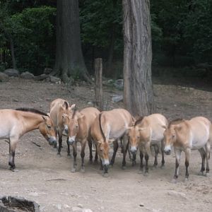 Przewalski's Wild Horse