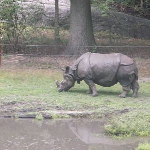 Indian rhinoceros