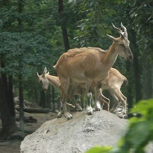 Markhor