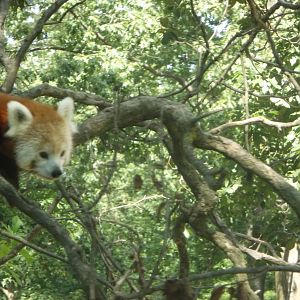 Red Panda