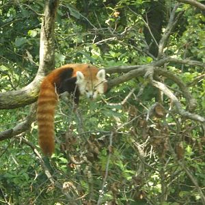 Red Panda