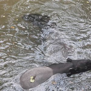 Malayan tapir