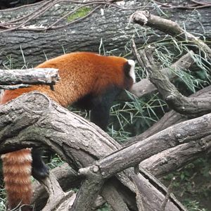 Red Panda
