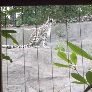 Snow Leopard