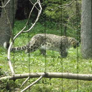 Snow Leopard
