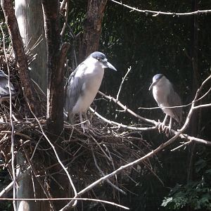 Black CRowned Night Heron